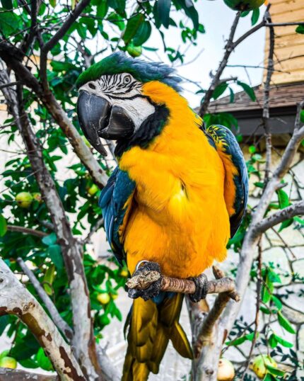 Male Blue & Gold Macaw Parrot