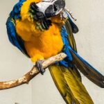 Male Blue & Gold Macaw Parrot
