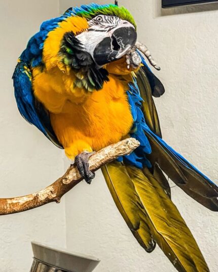 Male Blue & Gold Macaw Parrot