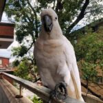 Male Cockatoo Parrot