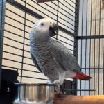 Male Congo African Grey Parrot