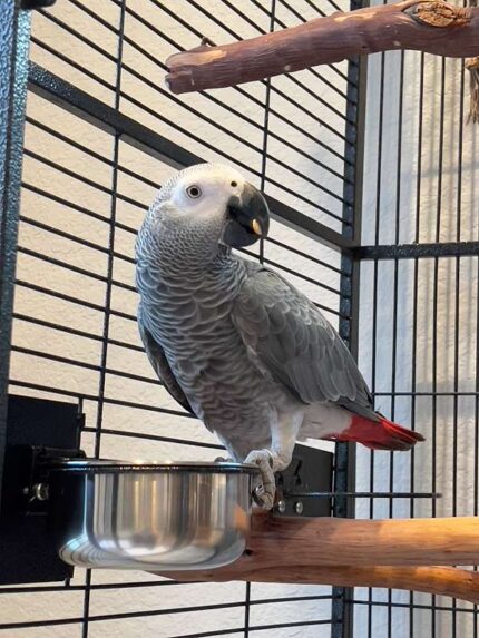 Male Congo African Grey Parrot