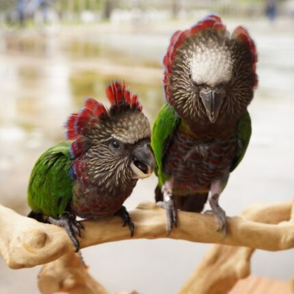 Male & Female Hawk-Headed Parrot for Sale