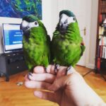 Male & Female Mini Macaws (Hahn’s)