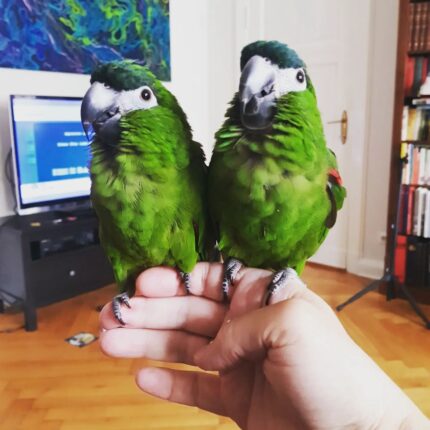 Male & Female Mini Macaws (Hahn’s)