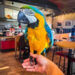 Male Macaw Blue & Gold Parrot for Sale