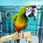 Male Military Macaw Parrot