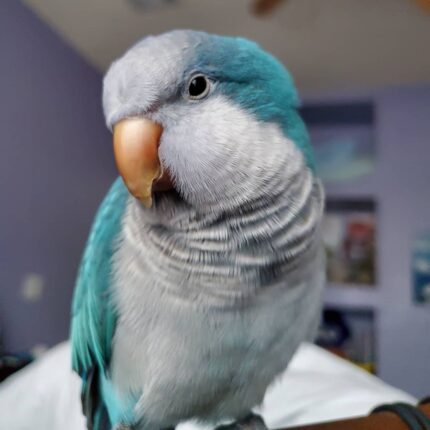 Male Quaker Parakeet for Sale