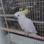 Male Sulphur-Crested Cockatoo