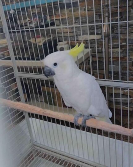 Male Sulphur-Crested Cockatoo