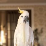 Male Sulphur-Crested Cockatoo for Sale