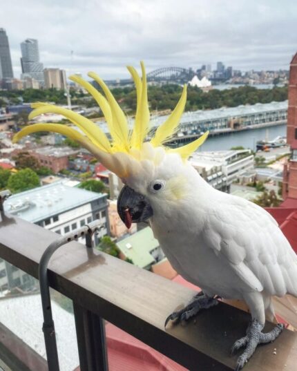 Male Sulphur Crested Cockatoos Parrot