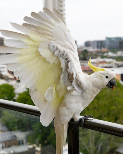 Male Sulphur Crested Cockatoos Parrot
