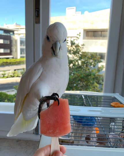 Male Umbrella Cockatoo
