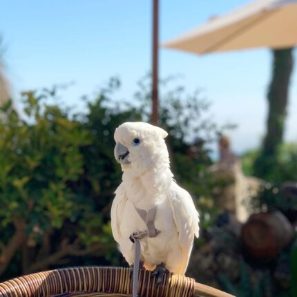 Male Umbrella Cockatoo