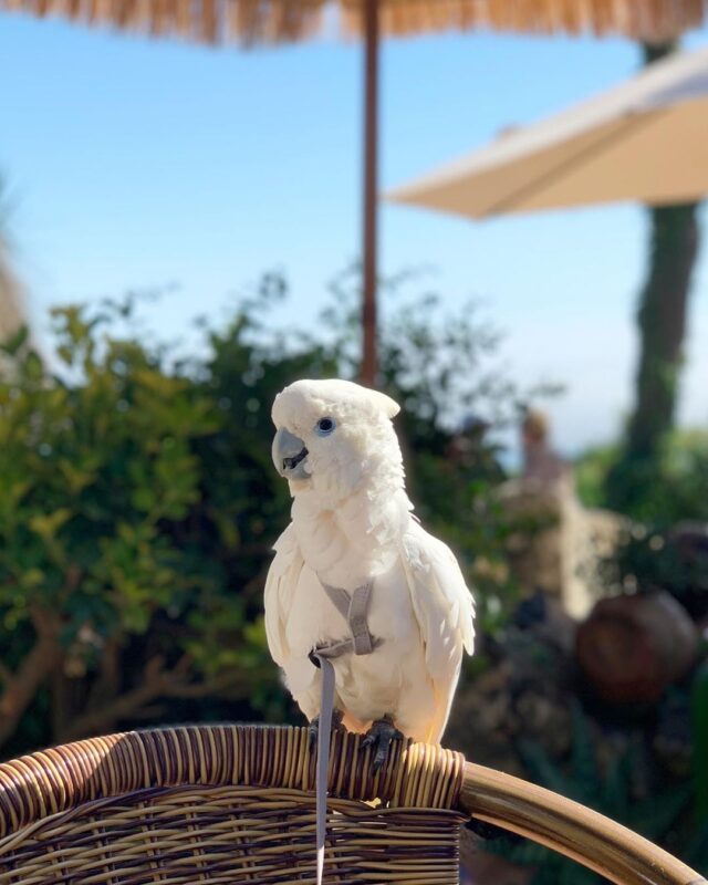Male Umbrella Cockatoo