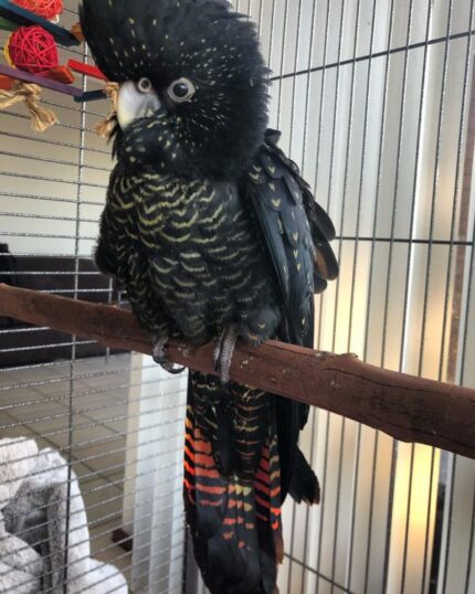 Mercy – Red Tailed Black Cockatoo
