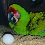 Military Macaw Parrots eggs