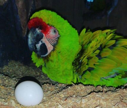 Military Macaw Parrots eggs