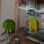 New Large Aqua Hahn’s Macaw Parrots