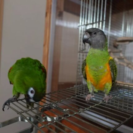New Large Aqua Hahn’s Macaw Parrots