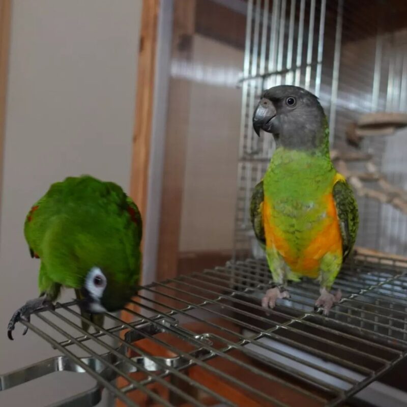 New Large Aqua Hahn’s Macaw Parrots