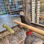 Pair Of African Grey Babies Parrots