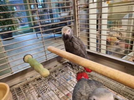 Pair Of African Grey Babies Parrots