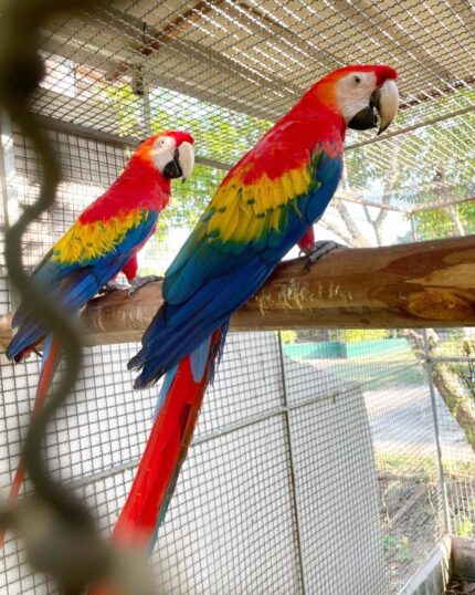 Pair of Scarlet Macaw Parrots
