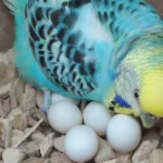 Parakeet Parrot Eggs