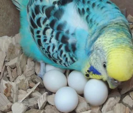 Parakeet Parrot Eggs