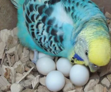 Parakeet Parrot Eggs