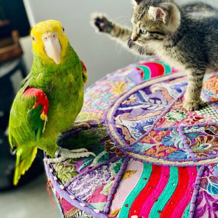 Playful Male Amazon Parrot for Sale
