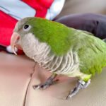 Quaker Parakeet for Sale