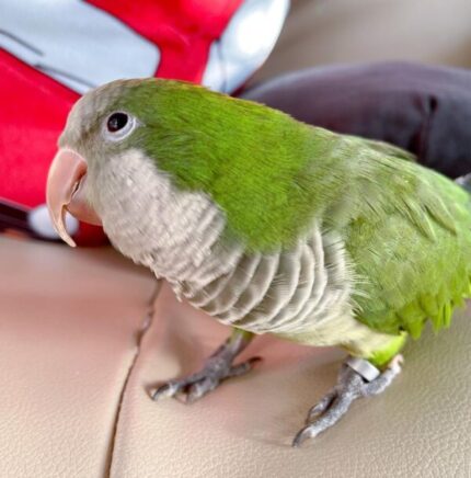Quaker Parakeet for Sale