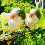 Quaker Parakeet Pair for Sale