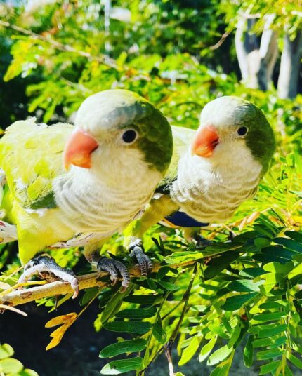 Quaker Parakeet Pair for Sale