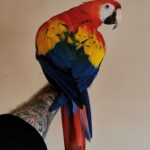 Rainbow Scarlet Macaw Parrot