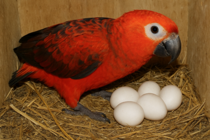 Red Factor African Parrot Eggs