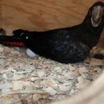 Red Tailed Black Cockatoo Eggs