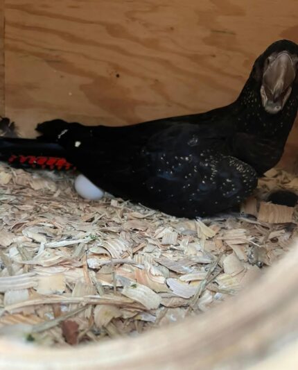 Red Tailed Black Cockatoo Eggs