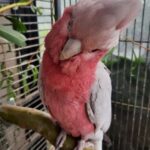 Rose-Breasted Cockatoo (Galah Parrot)