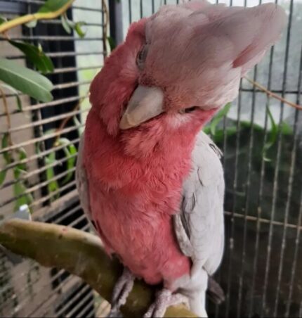 Rose-Breasted Cockatoo (Galah Parrot)
