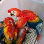 Scarlet Macaw Babies