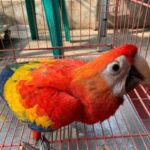 Scarlet Macaw – Female (5 Months Old)
