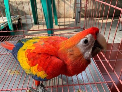 Scarlet Macaw – Female (5 Months Old)