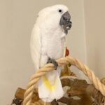 Stunning Female Umbrella Cockatoo