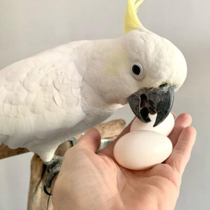 Sulphur-crested Cockatoo eggs