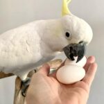 Sulphur-crested Cockatoo eggs