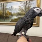 Sweet Male Timneh African Grey Parrot